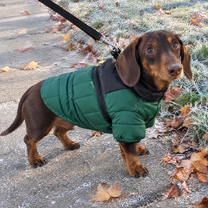 Customer photo: Dachshund in Green Paw Puffer on a frosty walk